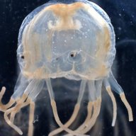 eyedjellyfish78